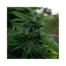 Lord Kush de Delicious Seeds (Indica Line)