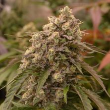 Bay Burger de Delicious Seeds