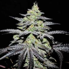 Gr-ape de Delicious Seeds