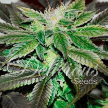Sunday Punch de Delicious Seeds