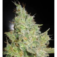 Unknown Kush de Delicious Seeds