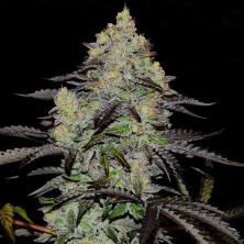 Zinnapple de Delicious Seeds