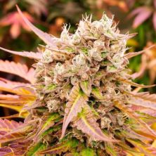 Dark Lemonade Auto de Delicious Seeds