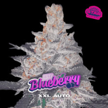 Auto Blueberry XXL de BSF Seeds
