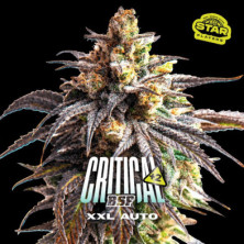 Auto Critical +2 XXL de BSF Seeds