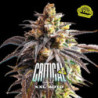 Auto Critical +2 XXL de BSF Seeds