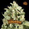 Auto Double Cookies de BSF Seeds