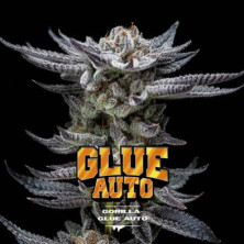 Auto Gorilla Glue de BSF Seeds