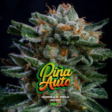 Auto Gorilla Piña XXL de BSF Seeds