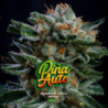 Auto Gorilla Piña XXL de BSF Seeds