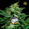 Auto Lebron Haze XXL de BSF Seeds