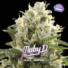 Auto Moby-D XXL de BSF Seeds