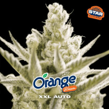 Auto Orange Blossom XXL de BSF Seeds