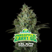 Auto Pineapple Larry OG XXL de BSF Seeds