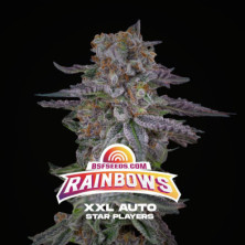 Auto Rainbows XXL de BSF Seeds