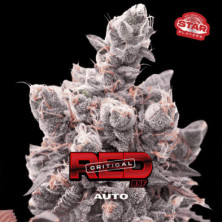 Auto Red Critical de BSF Seeds