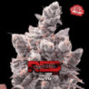 Auto Red Critical de BSF Seeds