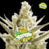 Auto Tangie XXL de BSF Seeds