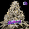 Blueberry de BSF Seeds