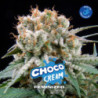 Choco Cream de BSF Seeds
