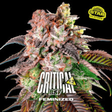 Critical +2 de BSF Seeds
