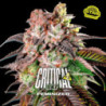 Critical +2 de BSF Seeds