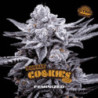 Double Cookies de BSF Seeds