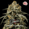 El Gaucho Faster Flowering de BSF Seeds