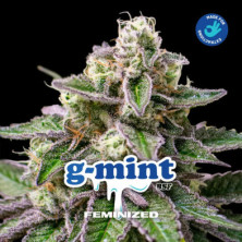 GMint de BSF Seeds