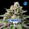 GMint de BSF Seeds