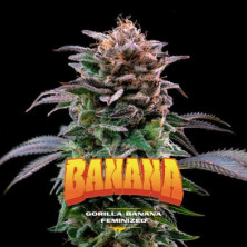 Gorilla Banana de BSF Seeds