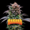 Gorilla Banana de BSF Seeds