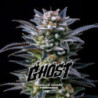 Gorilla Ghost de BSF Seeds