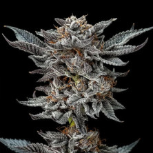 Gorilla Glue 4 de BSF Seeds