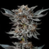 Gorilla Glue 4 de BSF Seeds