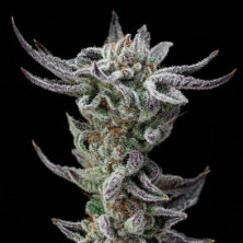 Gorilla Glue Faster de BSF Seeds