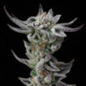 Gorilla Glue Faster de BSF Seeds