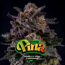 Gorilla Piña de BSF Seeds