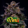 Gorilla Piña de BSF Seeds
