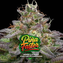 Gorilla Piña Faster Flowering de BSF Seeds