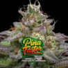 Gorilla Piña Faster Flowering de BSF Seeds