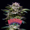 Gorilla Rainbow de BSF Seeds