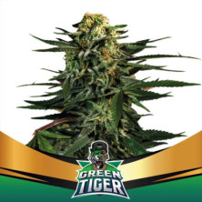 Green Tiger Faster Flowering de BSF Seeds