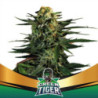 Green Tiger Faster Flowering de BSF Seeds