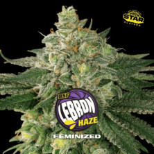 Lebron Haze de BSF Seeds