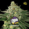 Lebron Haze de BSF Seeds