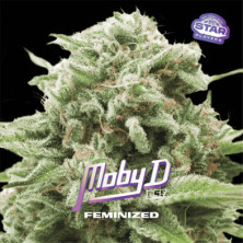 Moby-D de BSF Seeds