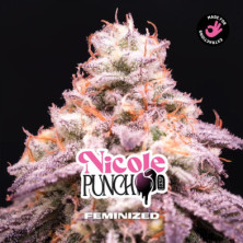 Nicole Punch de BSF Seeds