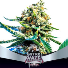 Nitro Haze de BSF Seeds