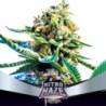 Nitro Haze de BSF Seeds